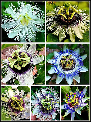 #ad 40Pcs Passion Flower Seeds Garden Passiflora Potted Plants $12.88
