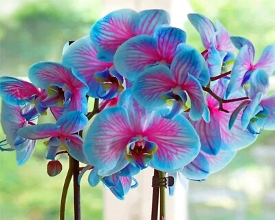 #ad 50Pcs Blue amp; Pink Orchids Flowers bonsais seeds. #5362 $4.99