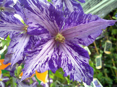 #ad Plant Tie Dye Clematis Large 6quot; Flowers Dark Purple Silver Streaks 2.5quot; Pot $26.95