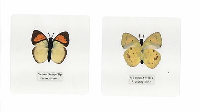 #ad #ad 10 Different Laminated Butterfly Collection Set in 110 mm Square Plastic Sheet $32.00