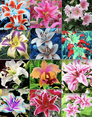 #ad 20 EXOTIC rare LILY SEEDS for garden flower perennial plant beds USA SELLER USPS $7.45