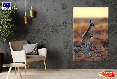 #ad Red Kangaroo Macropus Rufus Adult Male Canvas Print Unframed Home Decor AU $71.29