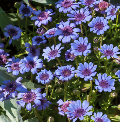 Daisy THE BLUES Felicia Heterophylla Blue Heirloom Pollinators Non GMO 50 Seeds $4.48