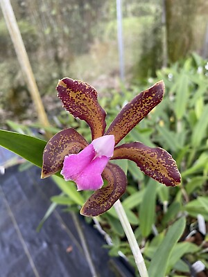 #ad Cattleya bicolor #x27;Daphne’ x Orchid Eros dark punctata 4” starter plant $39.99