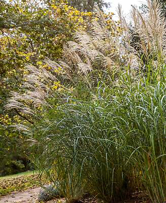 #ad Silberfeder Silver Feather Grass 3 bareroot plants $13.37