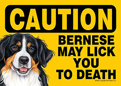 #ad Bernese Mountain Dog Caution May Lick You To Death Dog Sign Magnet Hook amp; Loo... $9.50