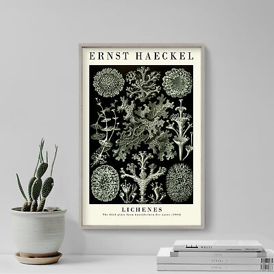 #ad Ernst Haeckel Lichenes 1904 Gallery Poster Art Print Painting Artwork $79.50