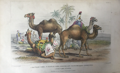 #ad Antique Print Arabian Camel Dated 1859 Hand Coloured Engraving Animals GBP 16.99