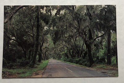 The Road To Summerville S.C. Postcard O1 $4.63