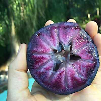 #ad 3 SPROUTED PURPLE STAR APPLE TREE SEEDS Caimito Chrysophyllum cainito RARE FRUIT $11.95