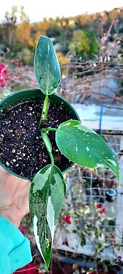 #ad Philodendron White Princess 4 inch plant exact plant on sale #2 Rooted plant $19.49