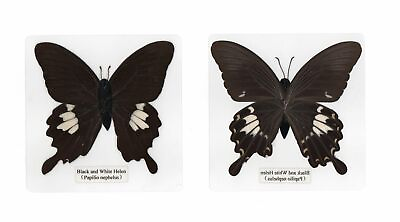 #ad #ad 11 Different Laminated Butterfly Collection Set 110x110 mm Sheet Teaching Aid $35.00
