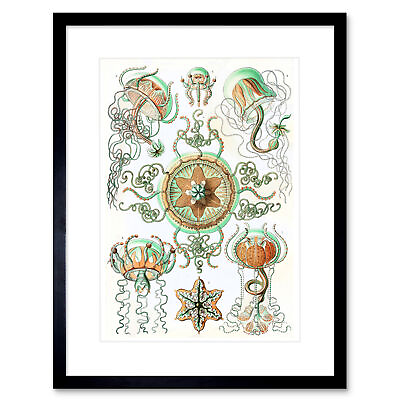 #ad 26th Plate Ernst Haeckel Kunstformen Natur Trachomedus Framed Wall Art Print $34.99