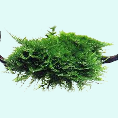 #ad BUY 2 GET 1 FREE Christmas Moss quot;Vesicularia Montagneiquot; Live Aquarium Plants $6.79