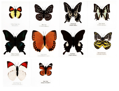 #ad #ad 10 Named Laminated Butterfly Collection Set in 110 mm Square Plastic Sheet $30.00