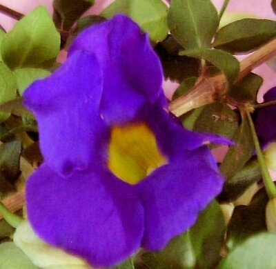 #ad PURPLE KINGS MANTEL Live Semi Tropical Plant Vivid Purple Trumpet Shaped Flowers $35.00