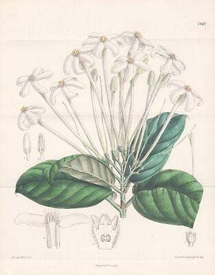 #ad Posoqueria Macropus Brasil Botanik flower botany lithograph Curtis 7467 EUR 18.99