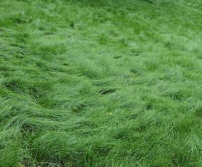 #ad No Mow Lawn Grass Seed Dwarf Fine Fescue Mix Low Maintenance Lawn Seed $21.99
