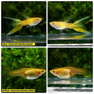 #ad 1 TRIO Live Aquarium Guppy Fish High Quality Gold Lace Double Sword $37.11