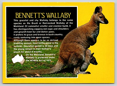 #ad Postcard Bennett#x27;s Wallaby Red Necked Wallaby Macropus rufogriseus Marsupial $4.99