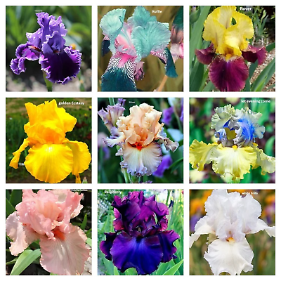 #ad Mixed Color Rare Iris Flower Seeds 30pcs Perennial Iris for Autumn Blooms $7.95