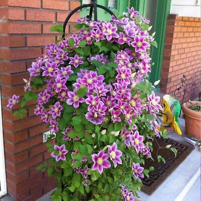 #ad 20 SEED PACK for Germination of Exotic CLEMATIS rare vine climber flower garden $7.69