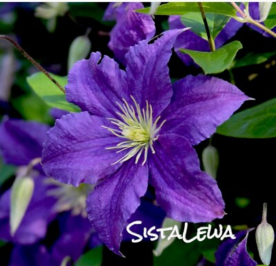 #ad Clematis Ramona 1 Root $35.97