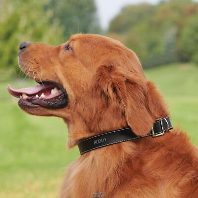 #ad Leather Dog Collar SMALL MEDIUM chrome hardware D ring dual buckles Adjust Size $29.95