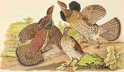 #ad Audubon Bird Print 1890 Antique Original Lithograph 6X9 Ruffed Grouse $10.50