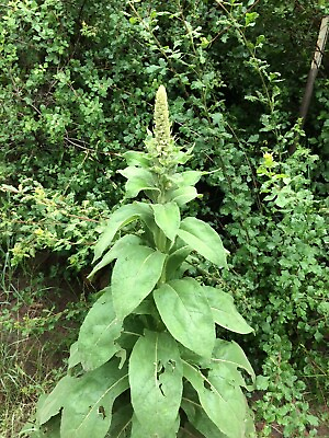 #ad 1000 .25g Mullein Verbascum Thapsus Seeds From East Arizona $3.49