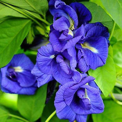 #ad Butterfly Pea Blue Organic Tea Dried Flower Natural Herbal Pure Drink 100% $7.25