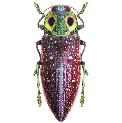 #ad Lampropelpa rothschildi green purple owl eye beetle Madagascar unmounted $8.00