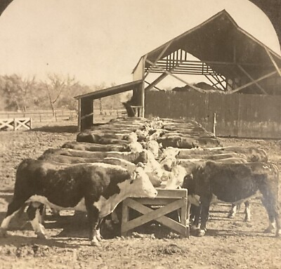#ad Manhattan KS Hereford Cattle Feeding Pens Shed Kansas c1920 Keystone 16710 SB6 $7.99