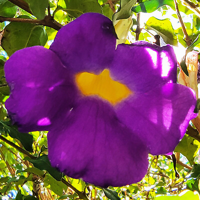#ad PURPLE KINGS MANTLE Live Semi Tropical Plant Vivid Purple Trumpet Shaped Flowers $29.99