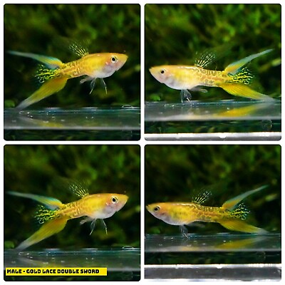 #ad 1 PAIR Live Aquarium Guppy Fish High Quality Gold Lace Double Sword $27.81