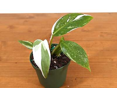 #ad Philodendron White Princess 3 Inch Pot Starter Plant $20.00