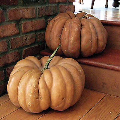 #ad 15 Fairytale Pumpkin Seeds Heirloom Annual Non GMO Free Shipping $3.99