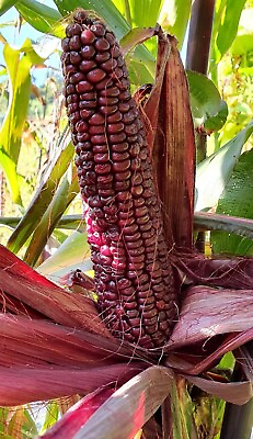 #ad Double Red Sweet Corn 20 Seeds Purple Husk Stalk $2.75