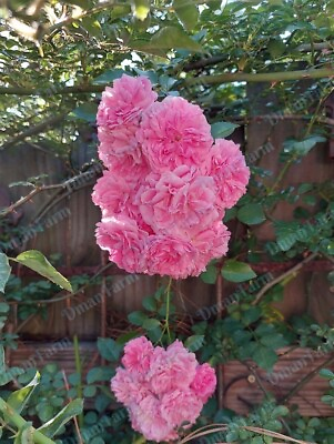 2 TWO HEIRLOOM 7 SEVEN SISTERS PINK ROSE BUSH RAMBLER MULTIFLORA LIVE PLANT $26.00