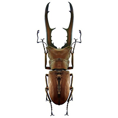 #ad Cyclommatus metallifer stag beetle Indonesia unmounted packaged $10.00