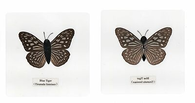 #ad #ad 10 Different Laminated Butterfly Collection Set 110x110 mm Sheet Teaching Aid $32.00