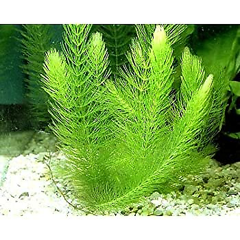 #ad BUY 2 GET 1 FREE Hornwort Coontail Bunch 2 3 Stems Live Aquarium Plants $6.79