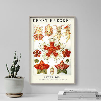 #ad Ernst Haeckel Asteridea 1904 Gallery Poster Art Print Painting Artwork $79.50