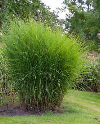 #ad Gracillimus Maiden Grass 3 bareroot plants $17.09