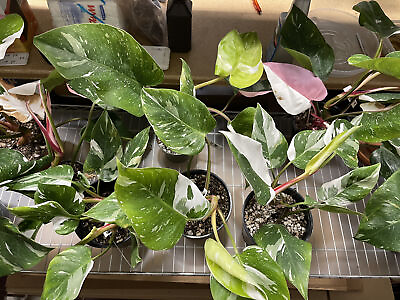#ad Tricolor White Princess Philodendron with Pink Tricolor Philodendron $63.00