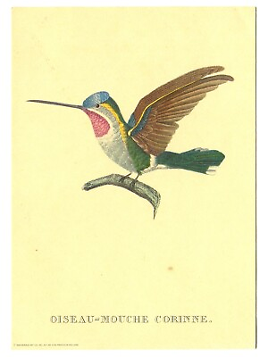 Oiseau Mouche Corinne 5x7 Print Vintage 1969 Donald Art Hummingbird Color Litho $19.76