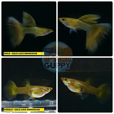 #ad 1 PAIR Live Aquarium Guppy Fish High Quality GOLD LACE SNAKE SKIN $27.85