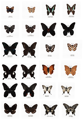 #ad #ad 12 Different Laminated Butterfly Collection Set A 110x110 mm Sheet Teaching Aid $45.00