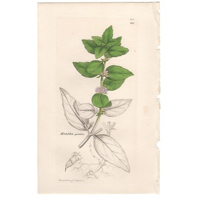 #ad Sowerby antique 1838 h c engraving botanical print 811 Bushy Red Mint $14.00