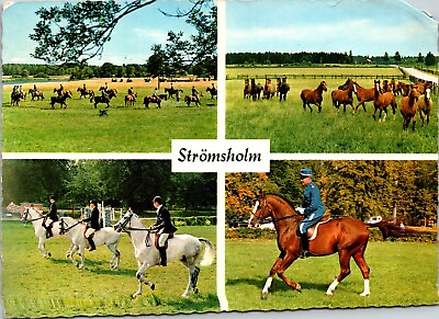 #ad Stromsholm Multi View Horses Nature Animal Chrome Postcard WOB Posted $3.04